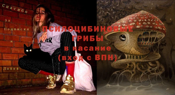 прущие грибы Баксан